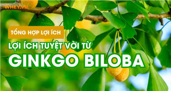tong-hop-loi-ich-tuyet-voi-cua-ginkgo-biloba