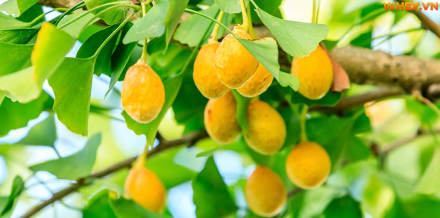 Công dụng và cách sử dụng của loại dược liệu “thần thánh” Ginkgo Biloba như thế nào? WheyShop mời bạn tham khảo chi tiết hơn qua bài viết.....