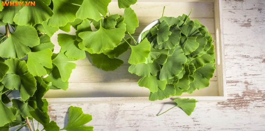 Công dụng và cách sử dụng của loại dược liệu “thần thánh” Ginkgo Biloba như thế nào? WheyShop mời bạn tham khảo chi tiết hơn qua bài viết.....