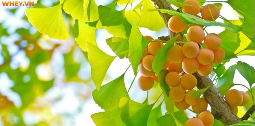 Công dụng và cách sử dụng của loại dược liệu “thần thánh” Ginkgo Biloba như thế nào? WheyShop mời bạn tham khảo chi tiết hơn qua bài viết.....