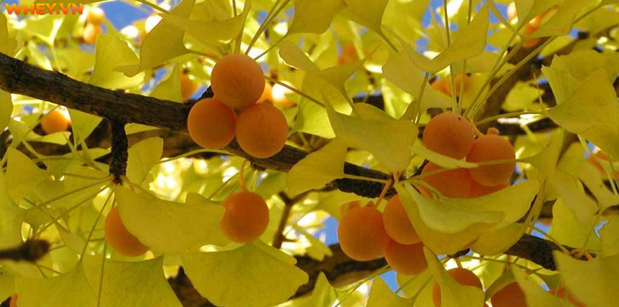 Công dụng và cách sử dụng của loại dược liệu “thần thánh” Ginkgo Biloba như thế nào? WheyShop mời bạn tham khảo chi tiết hơn qua bài viết.....