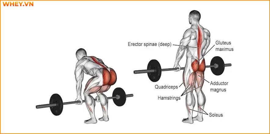 Tham khảo lịch tập gym cho nam dành cho người mới bắt đầu qua bài viết của WheyShop dưới đây để tập luyện hiệu quả hơn mỗi ngày ...