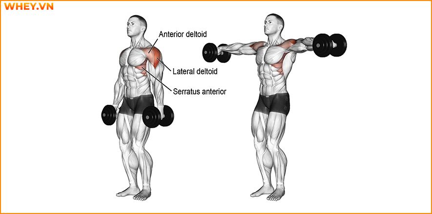 Tham khảo lịch tập gym cho nam dành cho người mới bắt đầu qua bài viết của WheyShop dưới đây để tập luyện hiệu quả hơn mỗi ngày ...