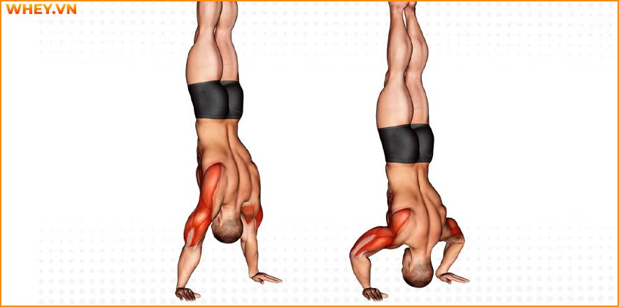 Tham khảo lịch tập gym cho nam dành cho người mới bắt đầu qua bài viết của WheyShop dưới đây để tập luyện hiệu quả hơn mỗi ngày ...