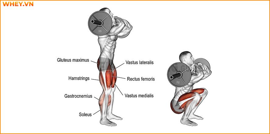 Tham khảo lịch tập gym cho nam dành cho người mới bắt đầu qua bài viết của WheyShop dưới đây để tập luyện hiệu quả hơn mỗi ngày ...