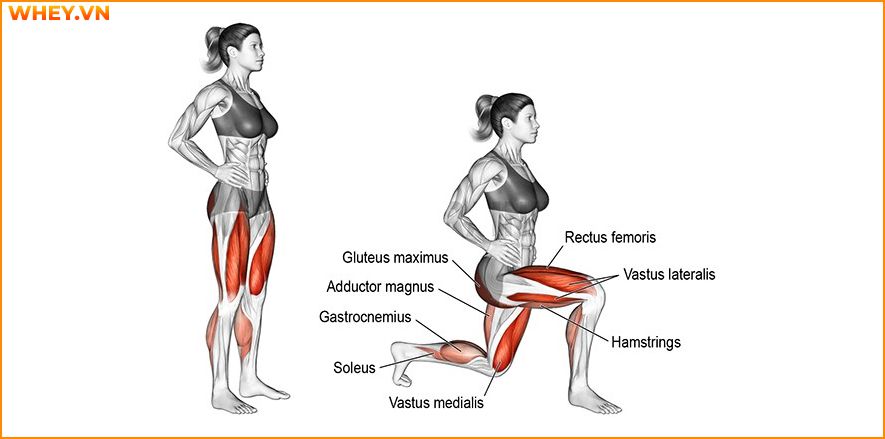 Tham khảo lịch tập gym cho nam dành cho người mới bắt đầu qua bài viết của WheyShop dưới đây để tập luyện hiệu quả hơn mỗi ngày ...