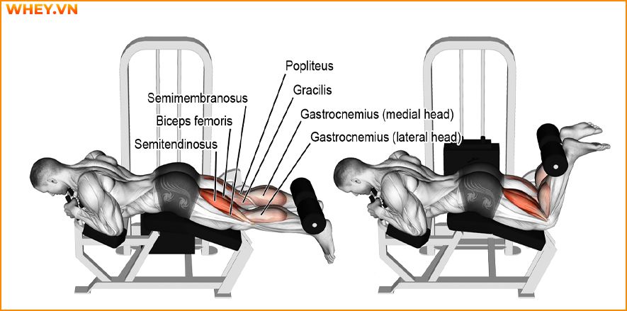 Tham khảo lịch tập gym cho nam dành cho người mới bắt đầu qua bài viết của WheyShop dưới đây để tập luyện hiệu quả hơn mỗi ngày ...