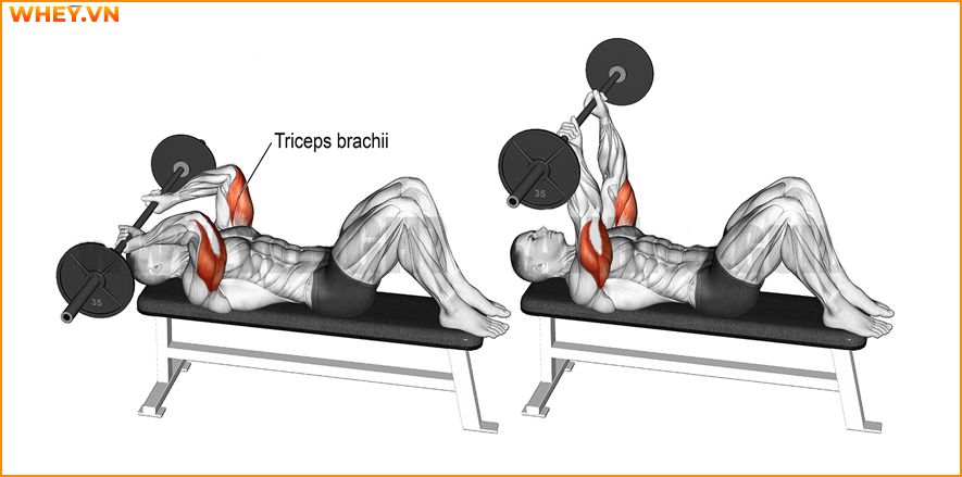 Tham khảo lịch tập gym cho nam dành cho người mới bắt đầu qua bài viết của WheyShop dưới đây để tập luyện hiệu quả hơn mỗi ngày ...
