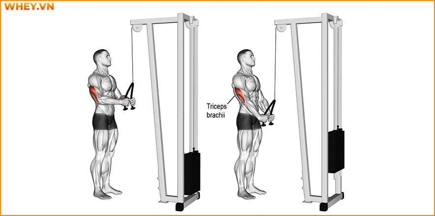 Tham khảo lịch tập gym cho nam dành cho người mới bắt đầu qua bài viết của WheyShop dưới đây để tập luyện hiệu quả hơn mỗi ngày ...
