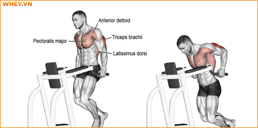 Tham khảo lịch tập gym cho nam dành cho người mới bắt đầu qua bài viết của WheyShop dưới đây để tập luyện hiệu quả hơn mỗi ngày ...