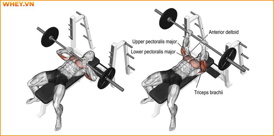 Tham khảo lịch tập gym cho nam dành cho người mới bắt đầu qua bài viết của WheyShop dưới đây để tập luyện hiệu quả hơn mỗi ngày ...