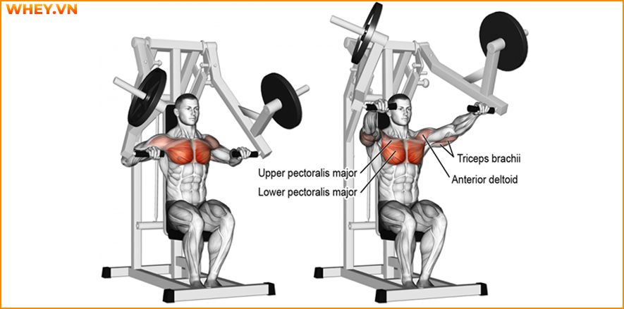 Tham khảo lịch tập gym cho nam dành cho người mới bắt đầu qua bài viết của WheyShop dưới đây để tập luyện hiệu quả hơn mỗi ngày ...