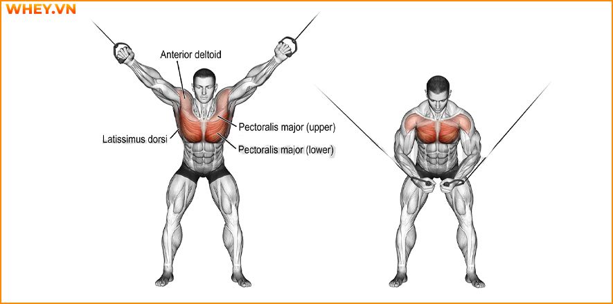 Tham khảo lịch tập gym cho nam dành cho người mới bắt đầu qua bài viết của WheyShop dưới đây để tập luyện hiệu quả hơn mỗi ngày ...