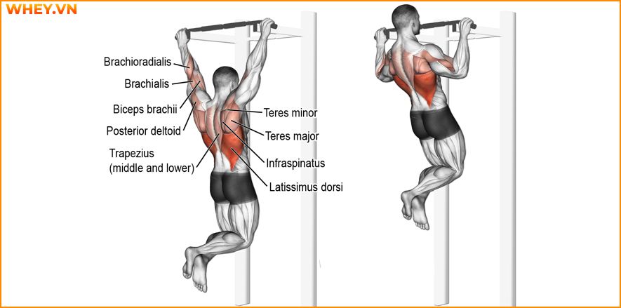 Tham khảo lịch tập gym cho nam dành cho người mới bắt đầu qua bài viết của WheyShop dưới đây để tập luyện hiệu quả hơn mỗi ngày ...