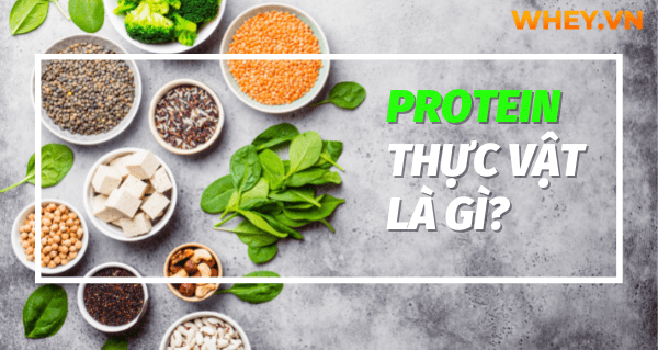 Có nên dùng Protein thực vật thay thế Protein động vật? Wheyshop mời bạn tham khảo nội dung bài viết cùng Top 40 thực phẩm giàu protein thực vật nên bổ sung...