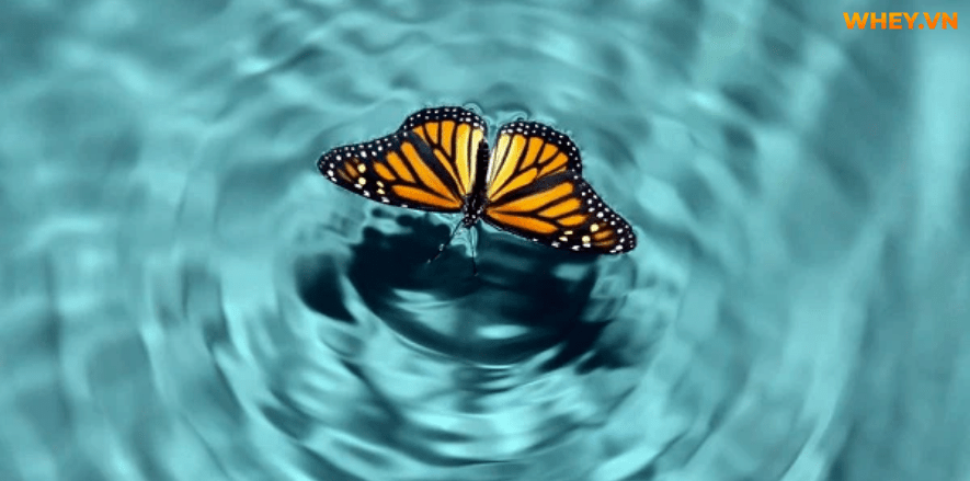 Hiệu ứng cánh bướm là gì? Làm thế nào để áp dụng hiệu ứng con bướm? Cùng Wheyshop tì hiểu cách ứng dụng các hiệu ứng cánh bướm của con người nhé!