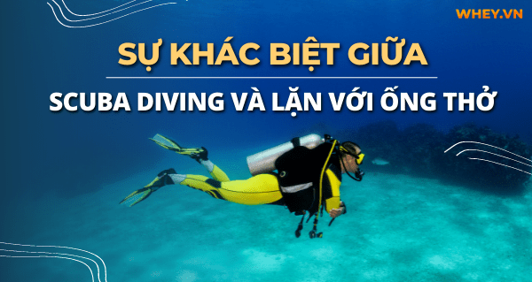 Scuba diving và lặn với ống thở, cách lăn nào dễ hơn? Bài viết này Wheyshop sẽ giúp bạn biết được sự khác biệt giữa Scuba diving và lặn với ống thở...