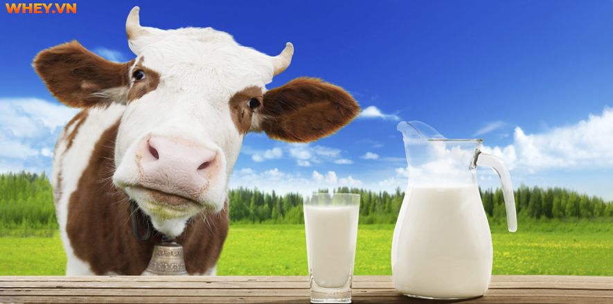 Người ăn chay có được uống sữa không? Người ăn chay uống được sữa gì? Bìa viết dưới đây sẽ giúp bạn có thêm kiến thức bổ sung dinh dưỡng...