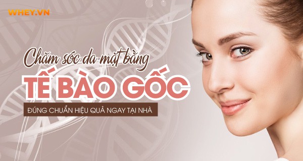 tac-dung-cua-te-bao-goc-voi-da-mat