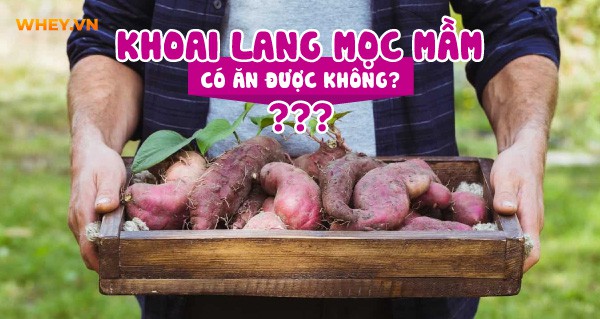 khoai-lang-moc-mam-co-an-duoc-khong-an-co-doc-khong