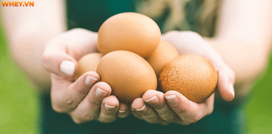 Lòng trắng trứng  tột với người tập thể hình như thế nào. WheyShop mời bạn tham khảo ngay  "1000 lợi ích lòng trắng trứng" người tập thể hình không nên bỏ qua...